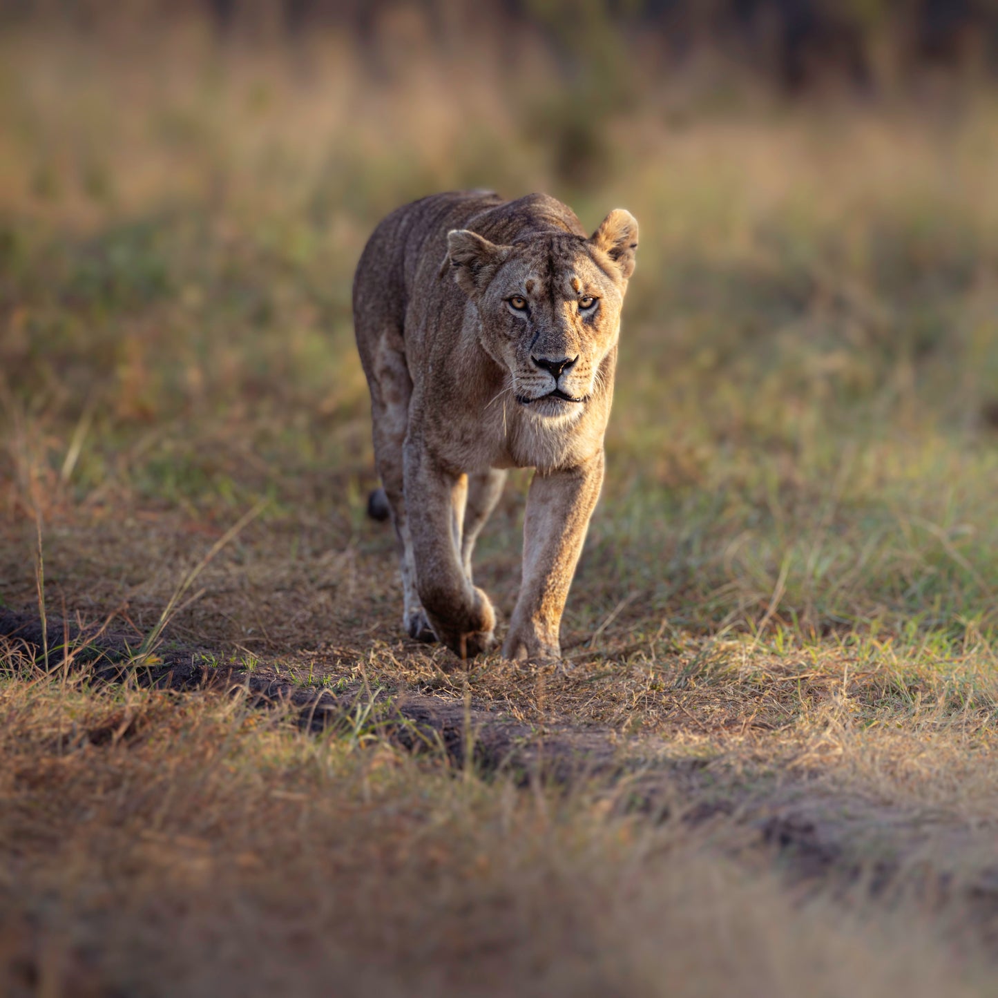 The Fearless Warrior