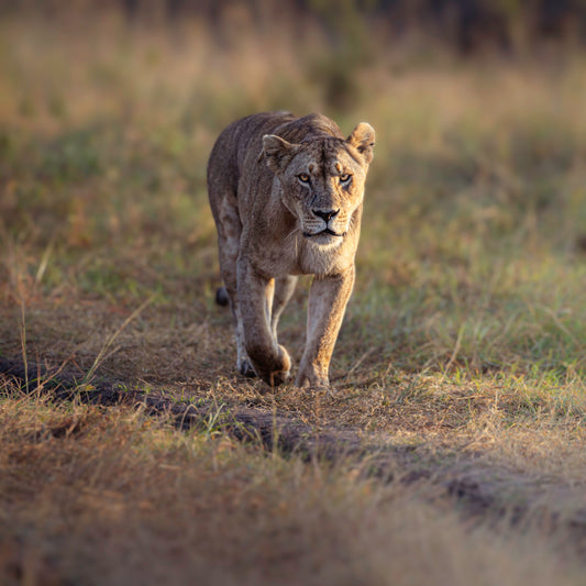 The Fearless Warrior