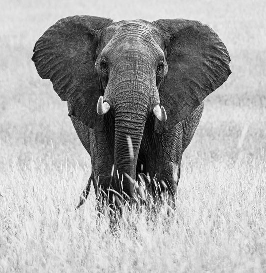 The Elephant Pose