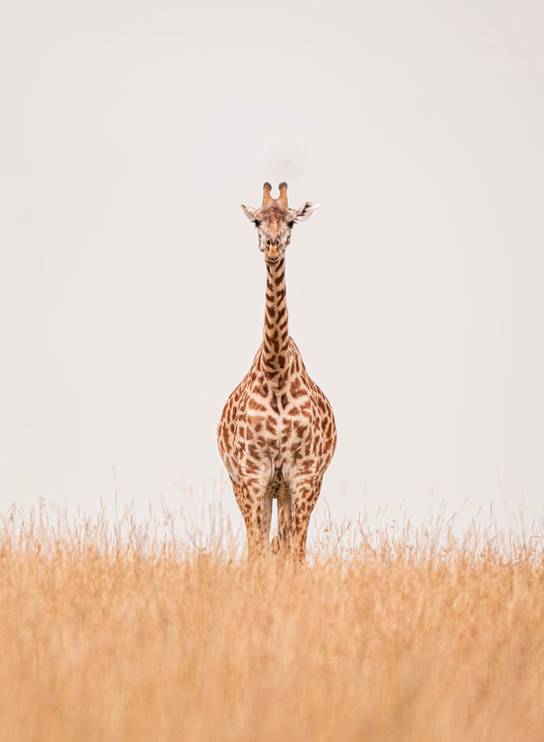 The Giraffe Pose!