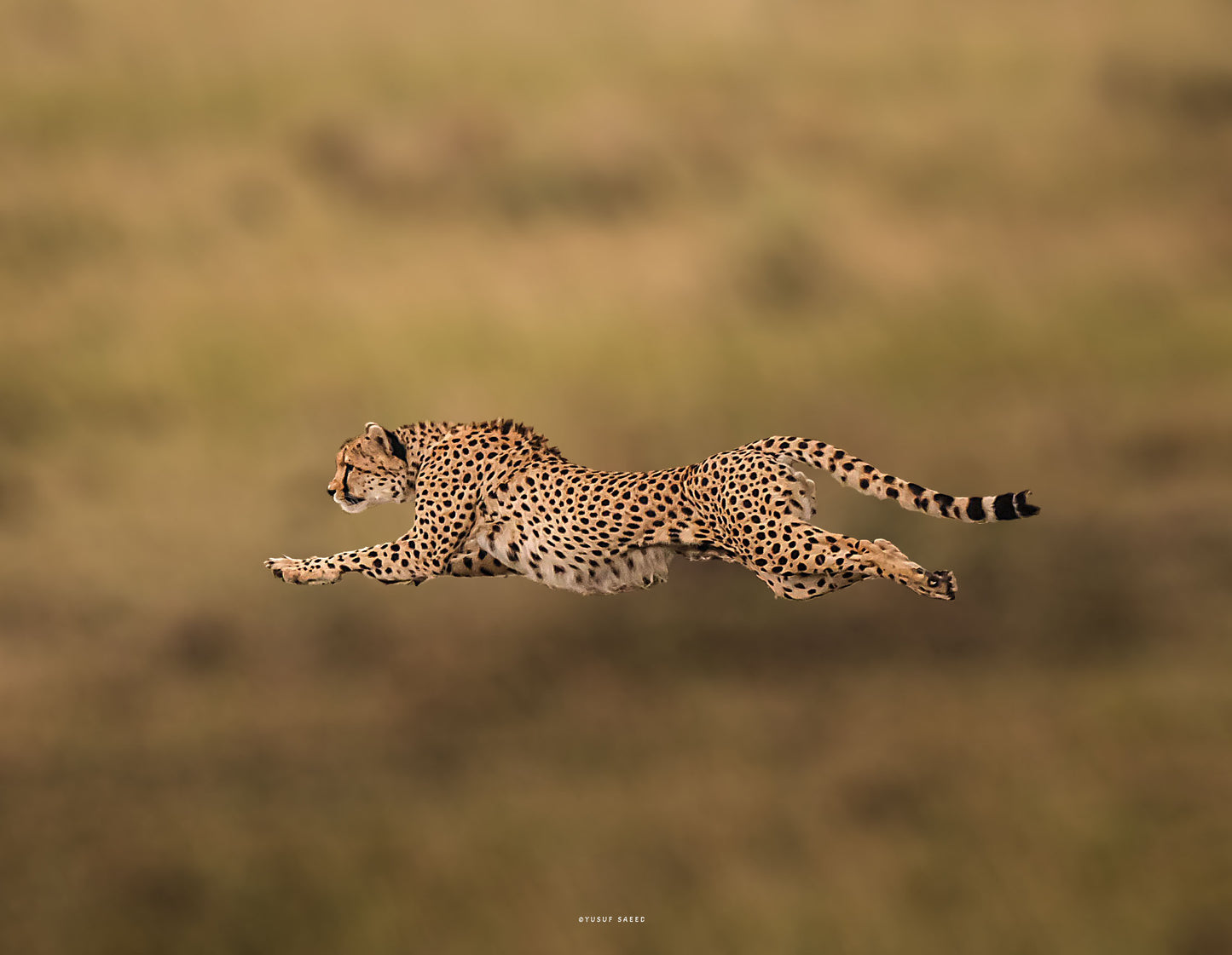 The Flying Cheetah!