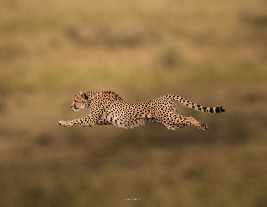 The Flying Cheetah!
