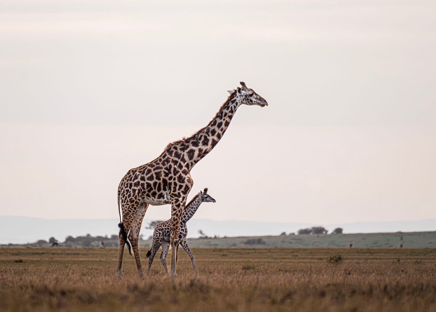 Giraffe Mother and Her Baby