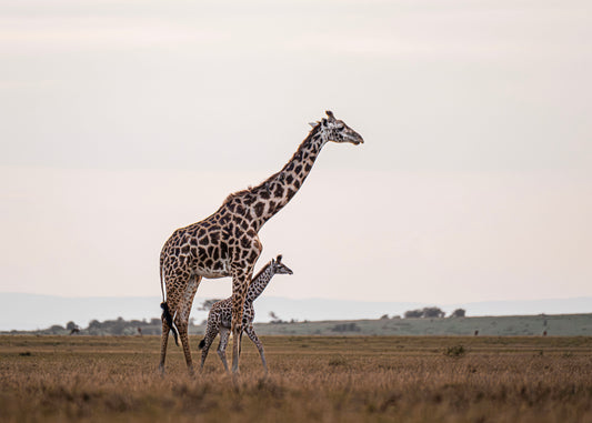 Giraffe Mother and Her Baby
