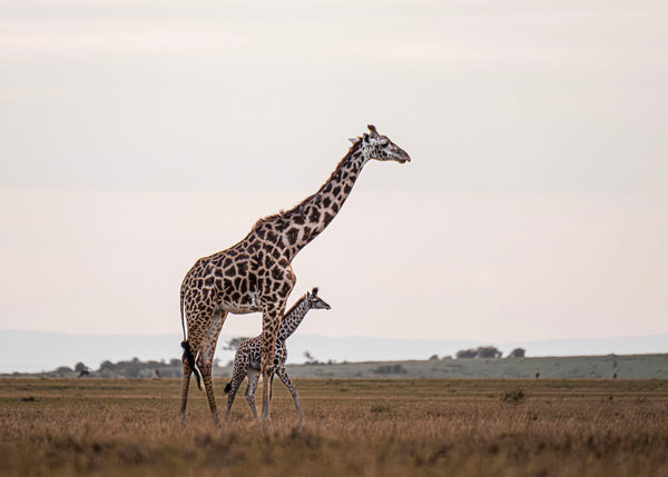 Giraffe Mother and Her Baby